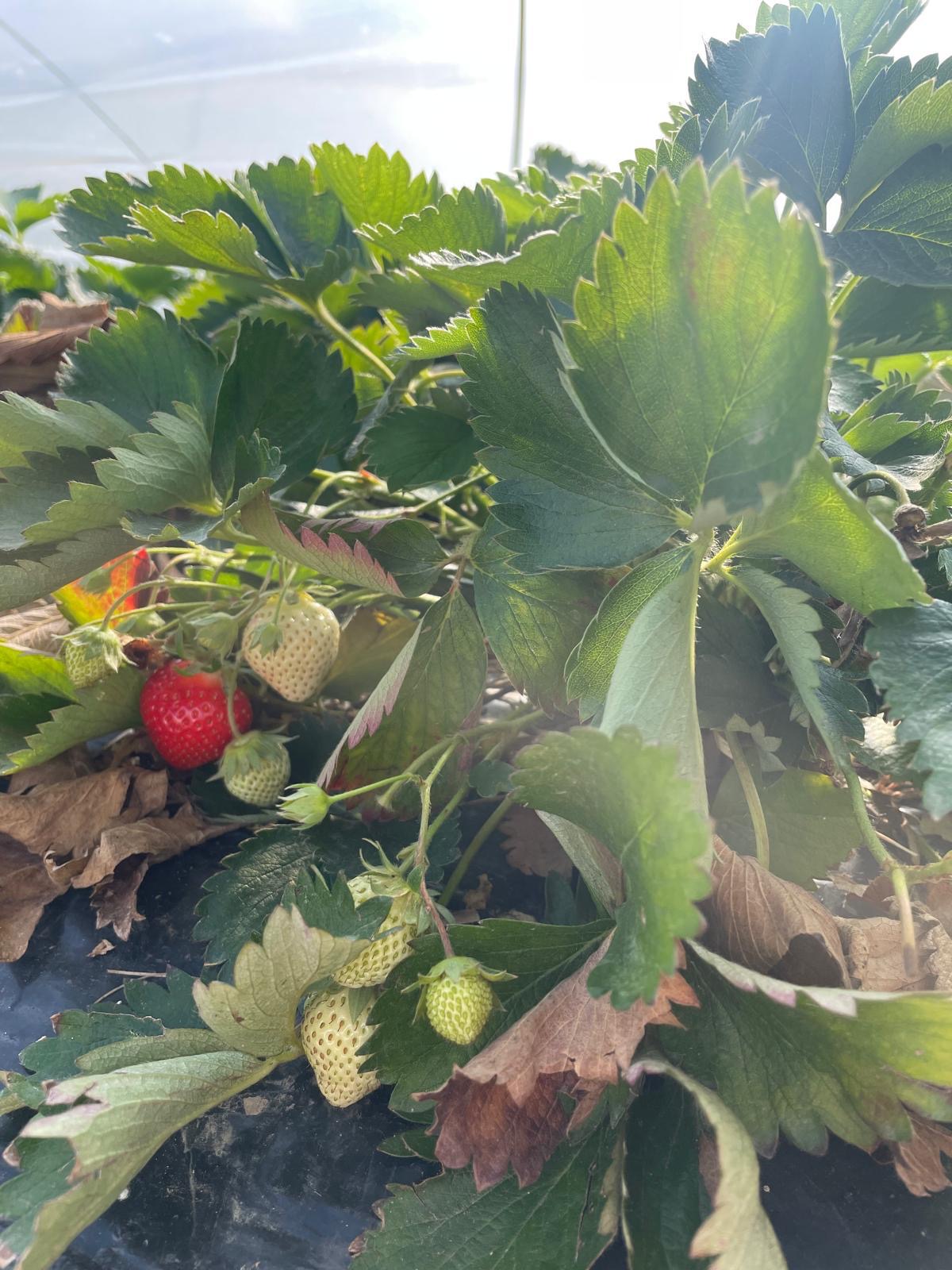 Grossiste légume lot et Garonne