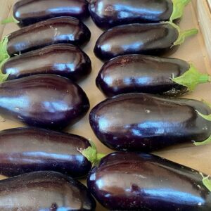 Aubergine