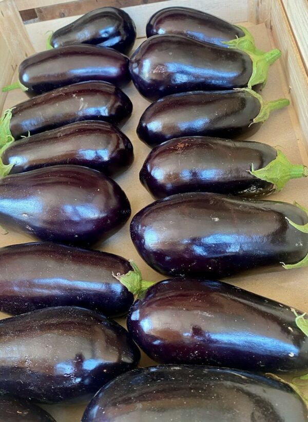 Aubergine