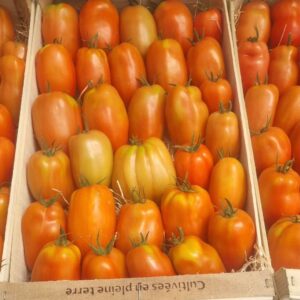 Tomate cornue des Andes