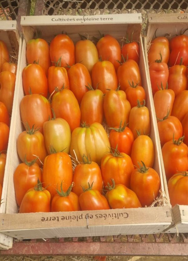 Tomate cornue des Andes