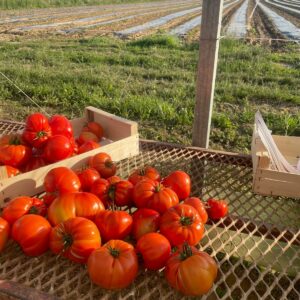 Tomate Rouge