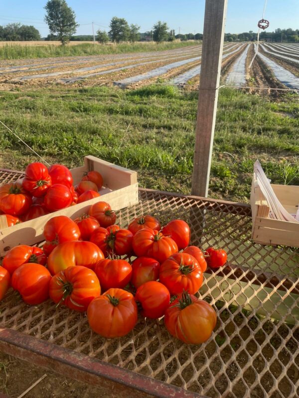 Tomate Rouge