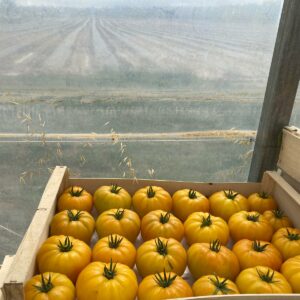 Tomate Jaune