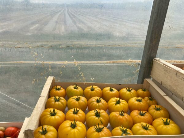 Tomate Jaune